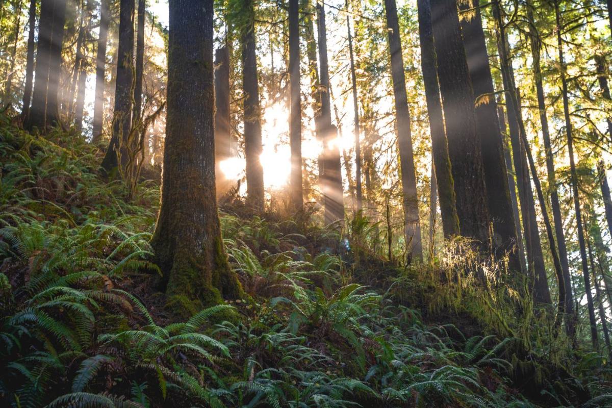 Sunlight through a quiet forest
